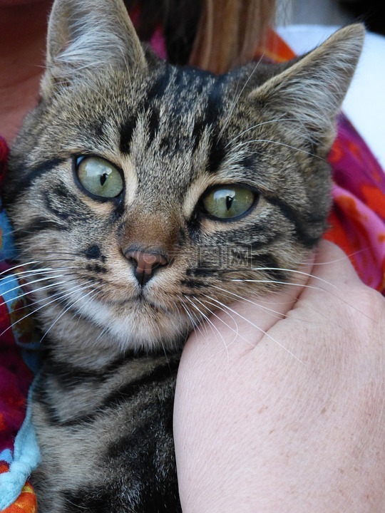 貓,貓臉,katzenkopf