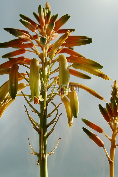 蘆薈,開(kāi)花,盛開(kāi)