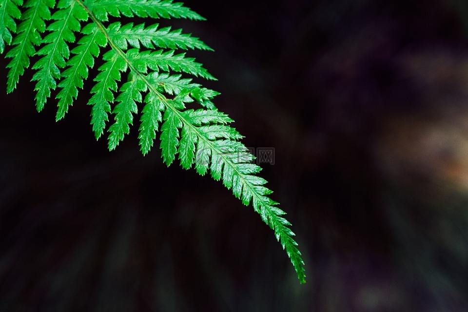 蕨類植物,制動,植物