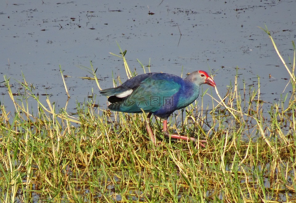 紫色 swamphen,紫色 moorhen,porphyiro porphyiro