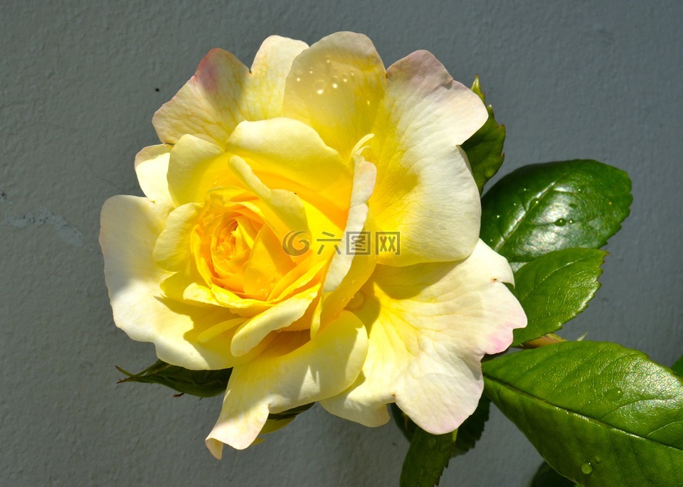 ros,花卉,玫瑰