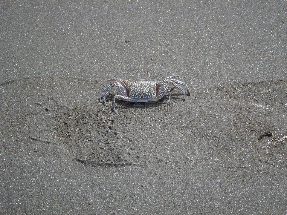 癌癥,海灘,寵物鎧甲