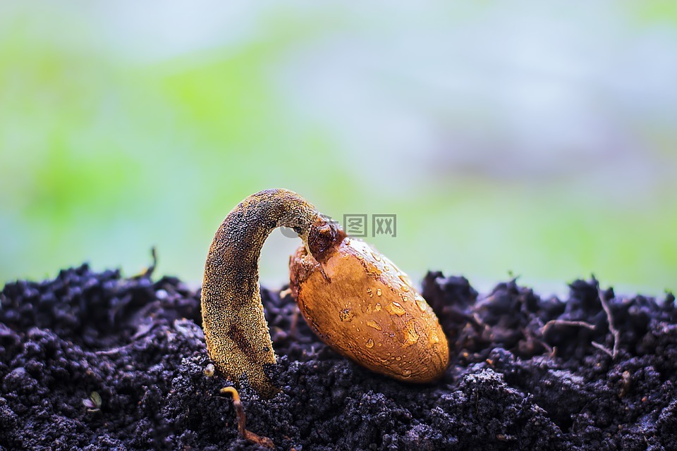 榴蓮的種子,榴蓮,發(fā)芽