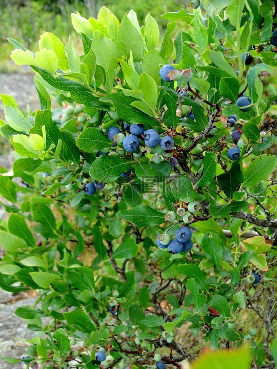 藍(lán)莓,布什,灌木
