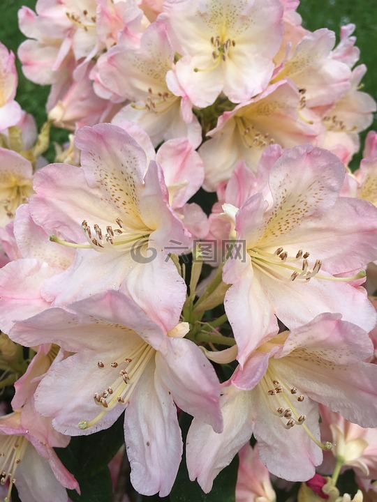 杜鵑花,粉紅色,關(guān)閉