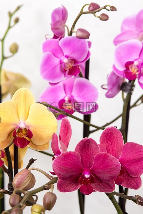 蘭花,蝴蝶蘭,熱帶