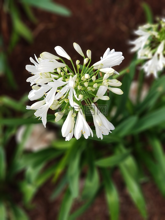 自然,植物區(qū)系,花
