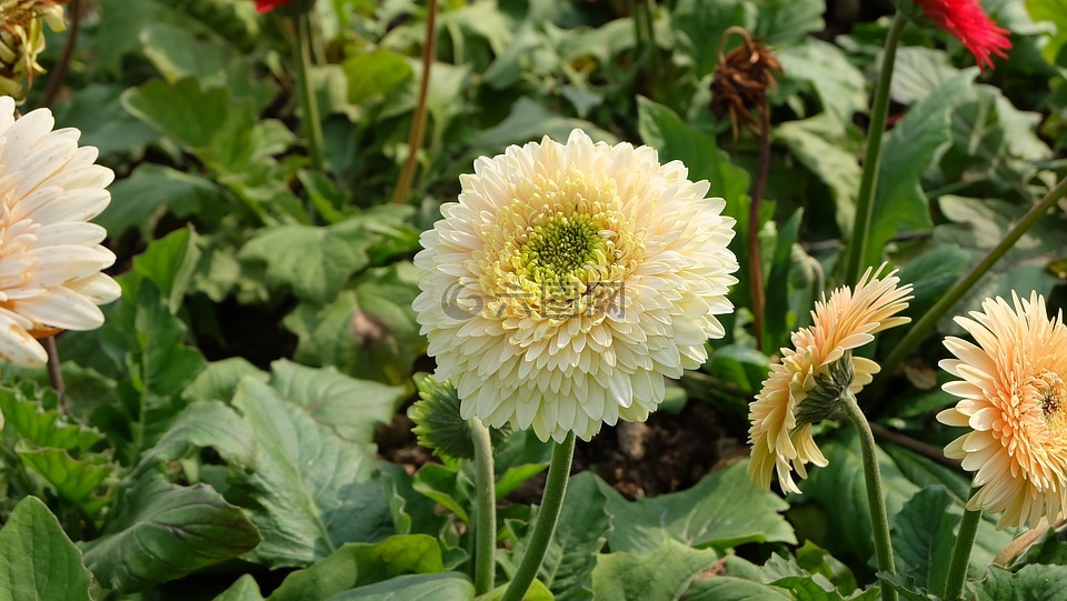 春天,花,菊花