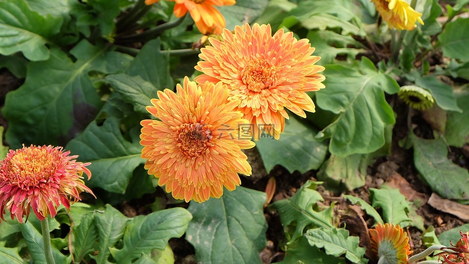 春天,花,黃色