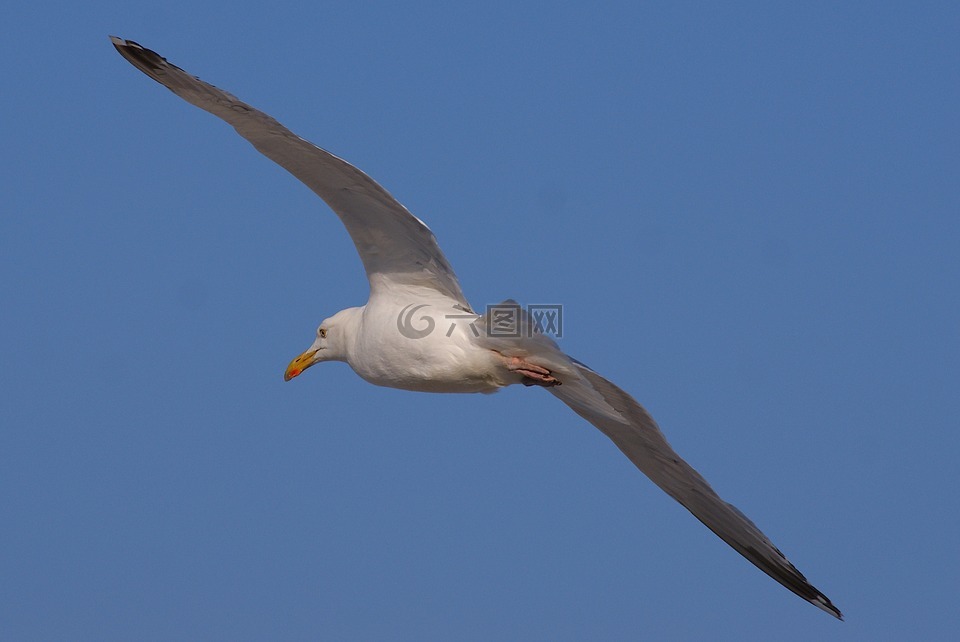 鷗,飛行,鳥