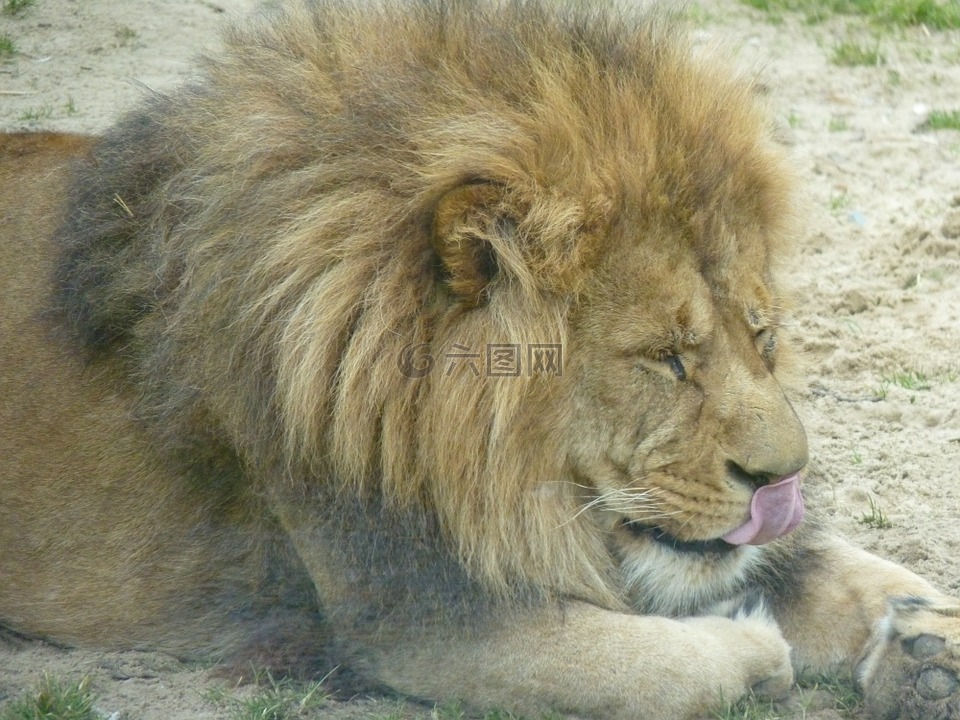 獅子,動物,動物園