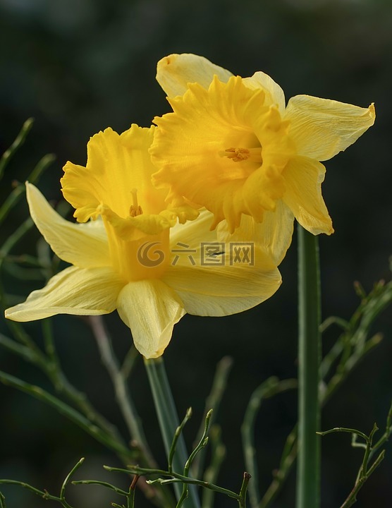 兩種水仙花,黃色,osterglocken