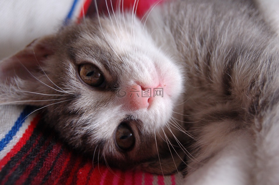 猫,小猫,宠物