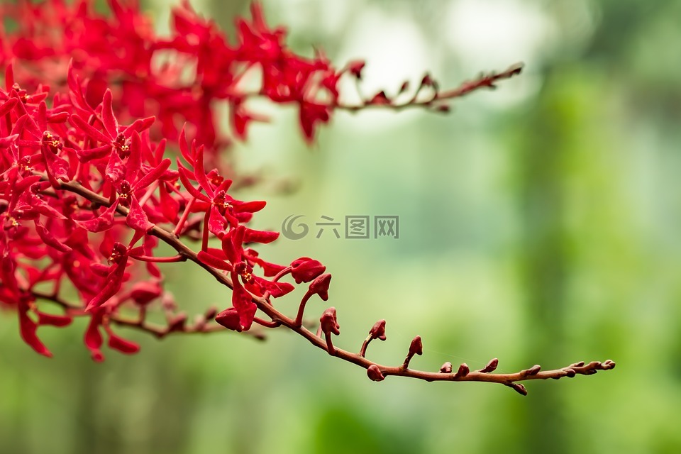 自然,植物區(qū)系,花