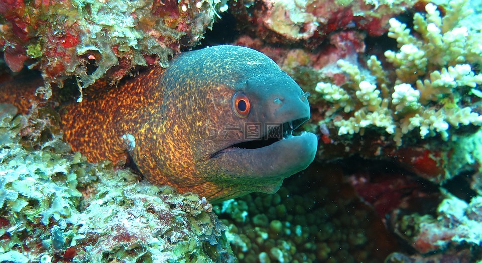 海鰻,鰻魚,魚