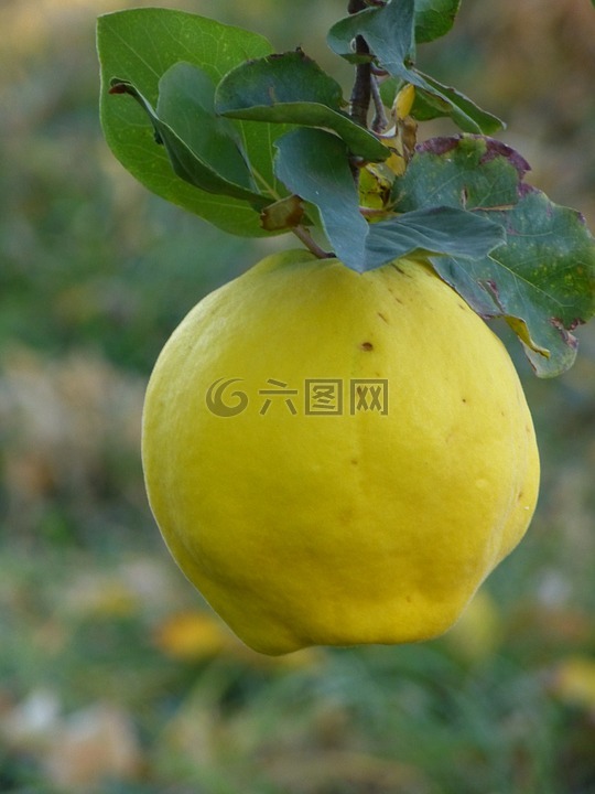 木瓜,水果,廠