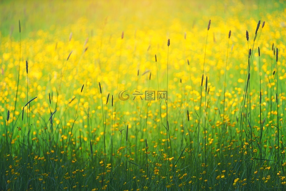 綠色,草,黃色