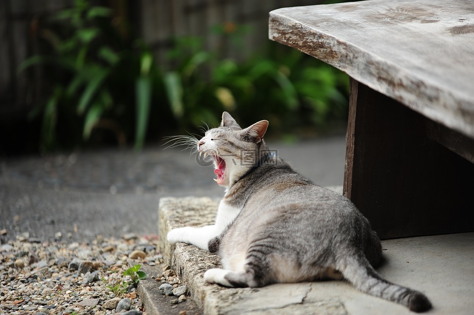 猫咪,打哈欠,秋季