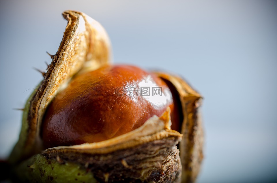 七葉樹(shù),秋季,作物