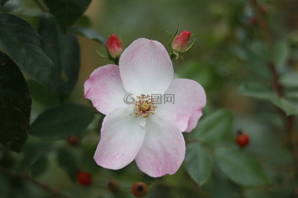 花,自然,植物区系