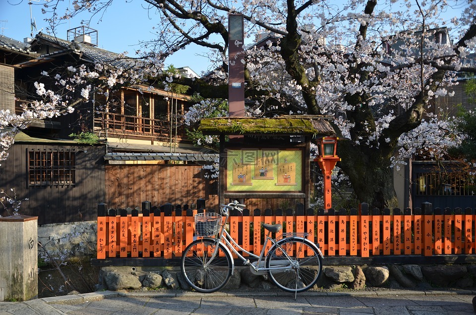 日本,京都議定書,櫻花