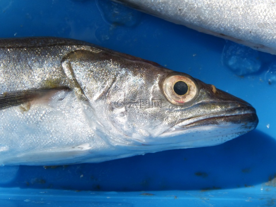 鱈魚,無須鱈,llucet