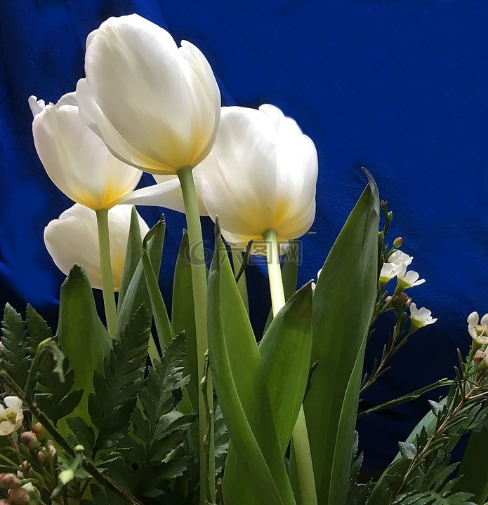 郁金香,斯特劳斯,鲜花