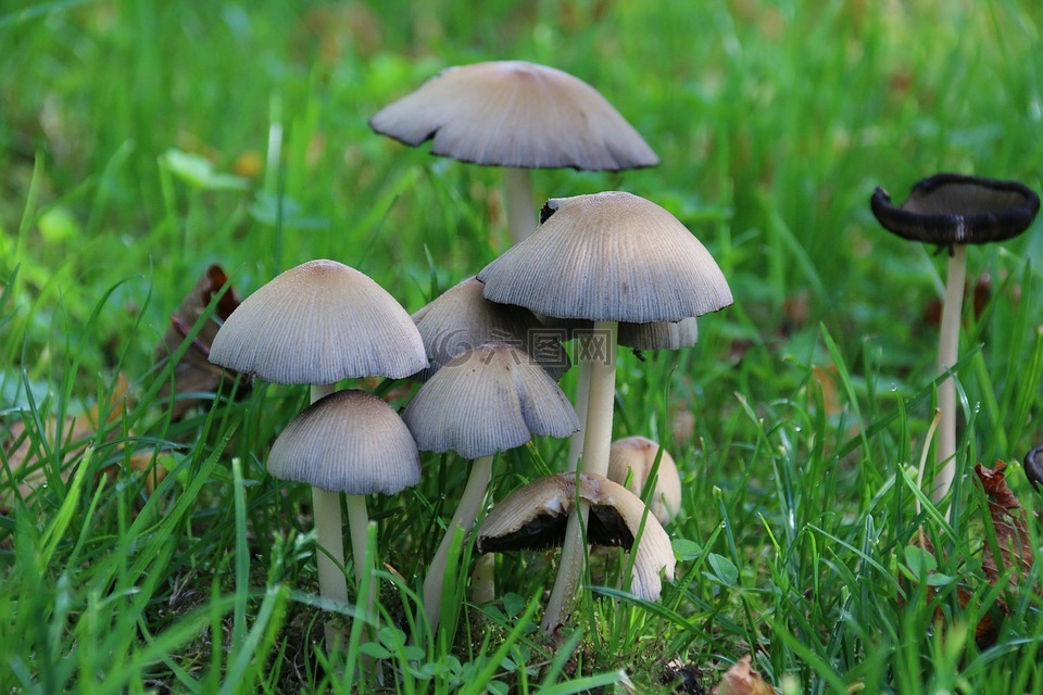 蘑菇,性質(zhì),秋天
