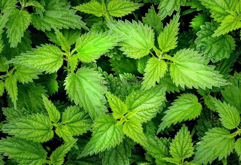 蕁麻,綠色,雜草