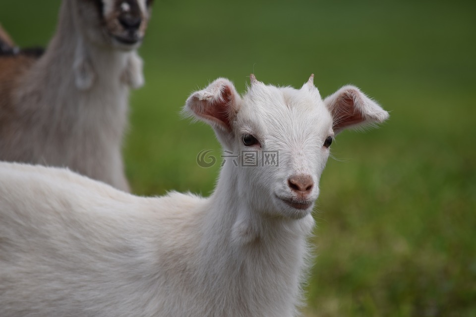 山羊,動物,嬰兒