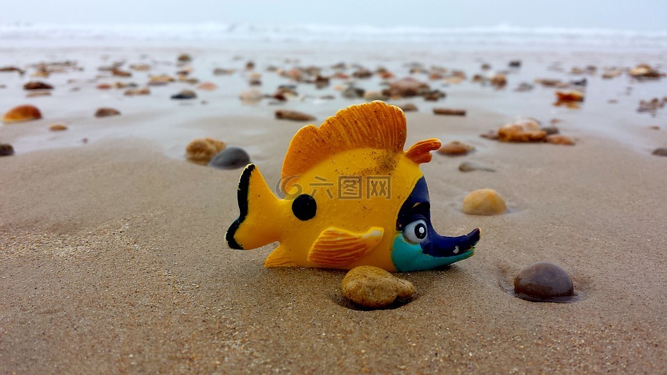 海灘,魚(yú),海