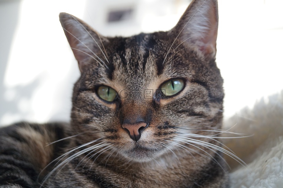 动物,猫,宠物