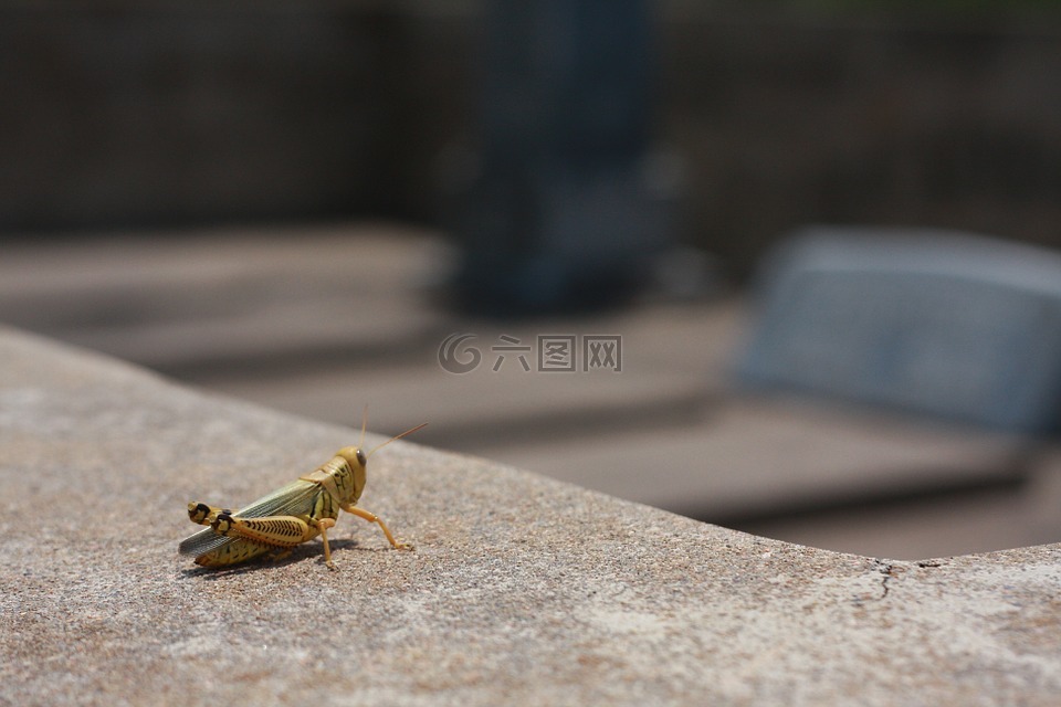 蝗蟲,甲蟲，昆蟲,昆蟲