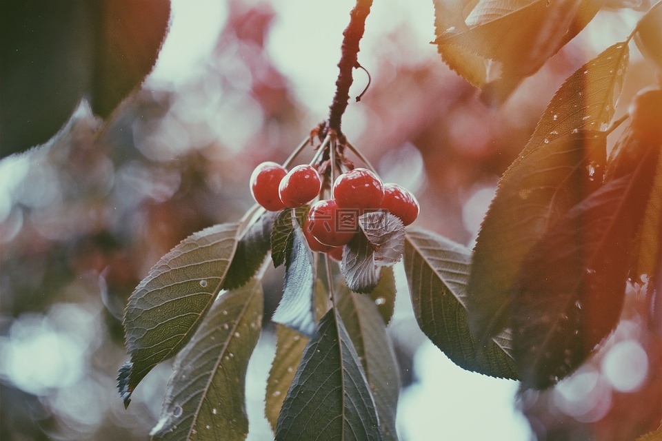 紅色,水果,櫻桃