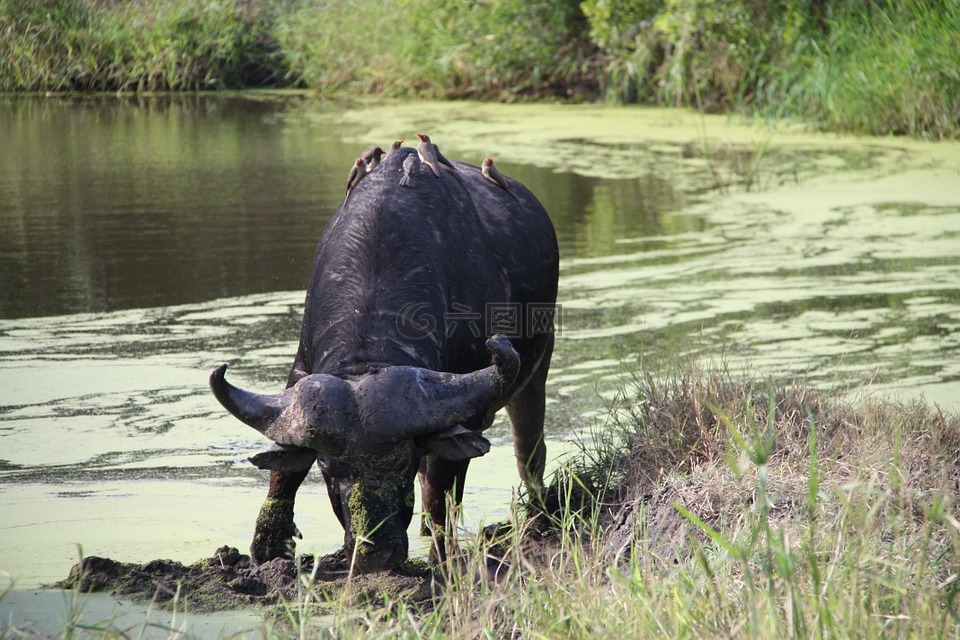 水牛,野生動物,水