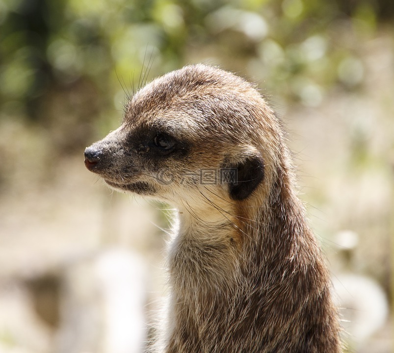 動物,獴,動物園
