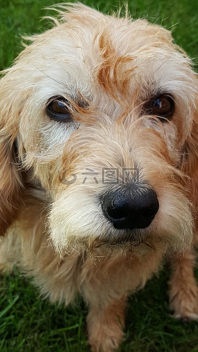 狗,眼睛,懇求