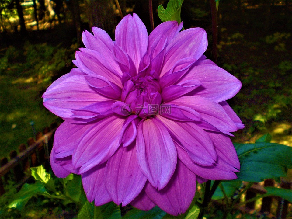熱粉色,花瓣,開花