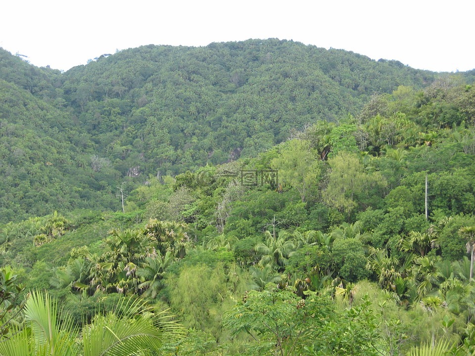 丛林,森林,热带
