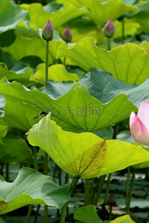 中國,花卉,荷花