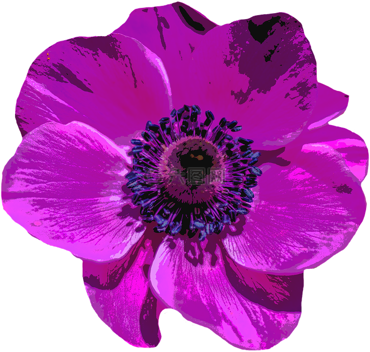 罌粟,開花,花