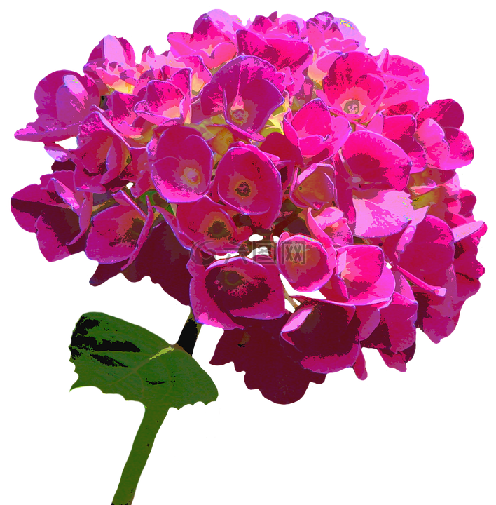 八仙花,開(kāi)花,花