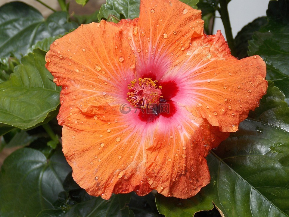 槿,花,橙色