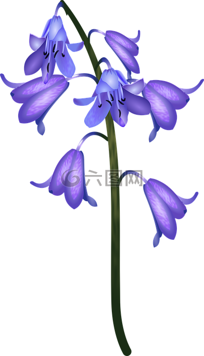 花,鐘,藍(lán)色