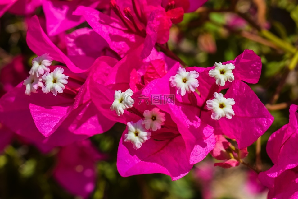 花,粉紅色,自然