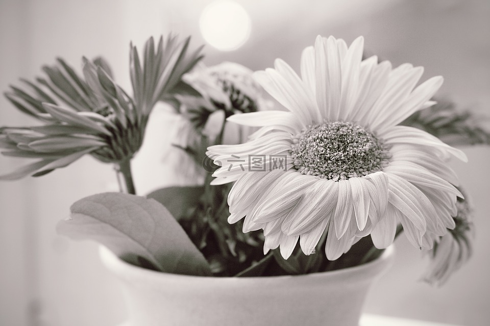 花束,鮮花,廠
