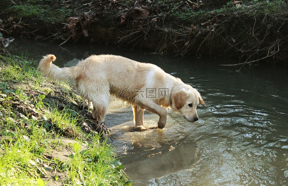 狗,金毛猎犬,宠物