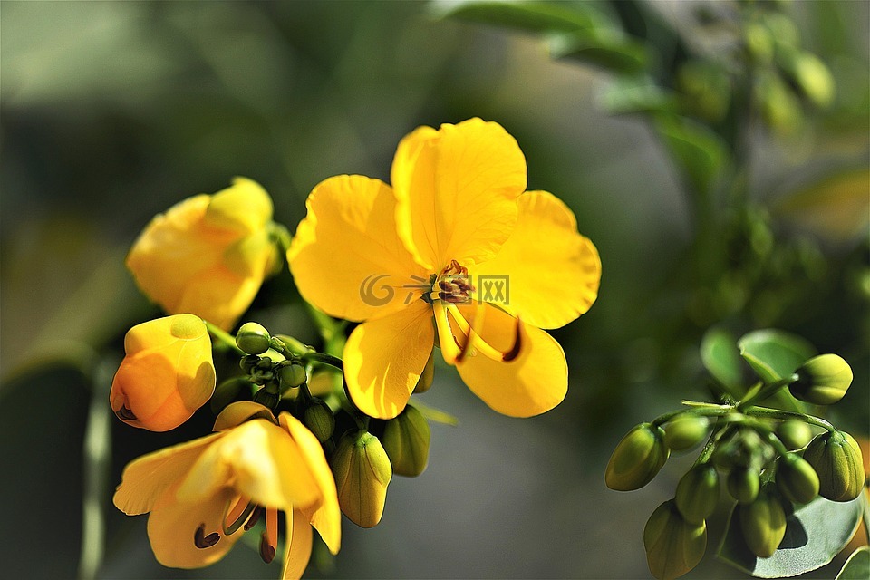 塞納的植物,開花,關(guān)閉