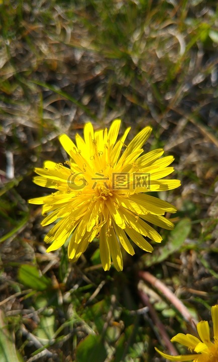 蒲公英,黃色,花卉