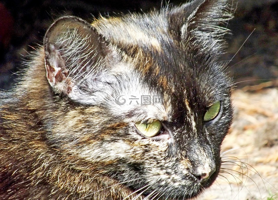 宿醉,貓,國內(nèi)的貓